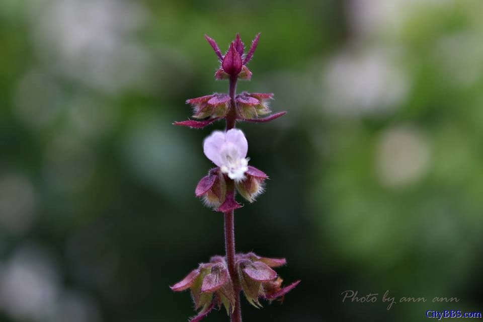 清迈旅游风情_Chiang Mai Travel 清迈旅游风情_Chiang Mai Travel