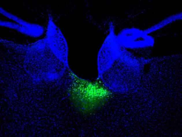 学习还是出去玩?大脑如何筛选出最重要信息 学习还是出去玩?大脑如何筛选出最重要信息