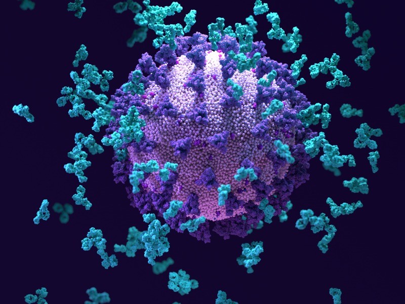 Illustration of antibodies responding to an infection with the SARS-CoV-2